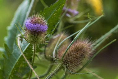 Keskin dikenleri ve arka planda bahçesi olan bir devedikeni.