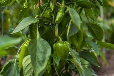 Ev bahçesindeki yaprakların arasında yeşil biber.