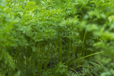 Bahçedeki bir yatakta yeşil havuç filizleniyor.