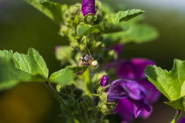 Bahçedeki çiçeklerin renkli çiçekleri.
