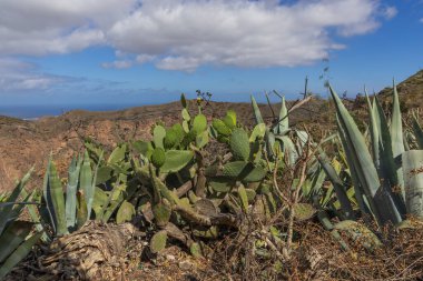İspanya, Gran Canaria 'daki Caldera de Bandama' nın koruma alanındaki bitkiler, çiçekler, kaktüsler