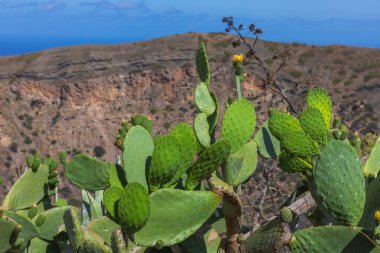 İspanya, Gran Canaria 'daki Caldera de Bandama' nın koruma alanındaki bitkiler, çiçekler, kaktüsler