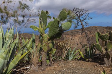 İspanya, Gran Canaria 'daki Caldera de Bandama' nın koruma alanındaki bitkiler, çiçekler, kaktüsler