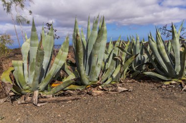 İspanya, Gran Canaria 'daki Caldera de Bandama' nın koruma alanındaki bitkiler, çiçekler, kaktüsler