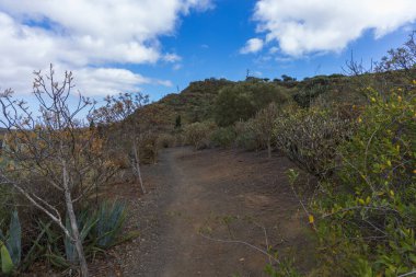 Caldera de Bandama Gran Canaria İspanya - volkanik patlamadan sonra doğa rezervi