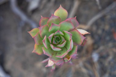 İspanya, Gran Canaria 'daki Caldera de Bandama' nın koruma alanındaki bitkiler, çiçekler, kaktüsler