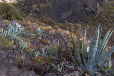 İspanya, Gran Canaria 'daki Caldera de Bandama' nın koruma alanındaki bitkiler, çiçekler, kaktüsler