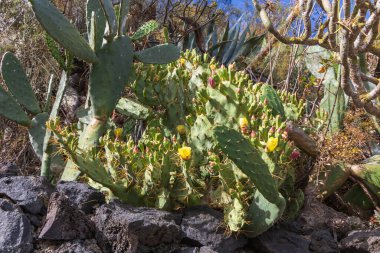 İspanya, Gran Canaria 'daki Caldera de Bandama' nın koruma alanındaki bitkiler, çiçekler, kaktüsler