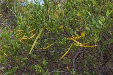 İspanya, Gran Canaria 'daki Caldera de Bandama' nın koruma alanındaki bitkiler, çiçekler, kaktüsler