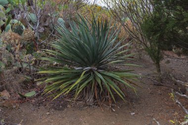 İspanya, Gran Canaria 'daki Caldera de Bandama' nın koruma alanındaki bitkiler, çiçekler, kaktüsler