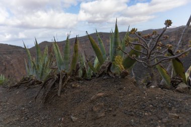 İspanya, Gran Canaria 'daki Caldera de Bandama' nın koruma alanındaki bitkiler, çiçekler, kaktüsler