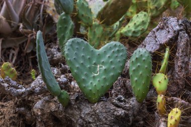 İspanya, Gran Canaria 'daki Caldera de Bandama' nın koruma alanındaki bitkiler, çiçekler, kaktüsler