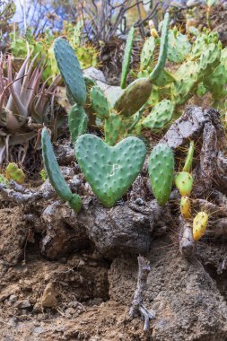İspanya, Gran Canaria 'daki Caldera de Bandama' nın koruma alanındaki bitkiler, çiçekler, kaktüsler