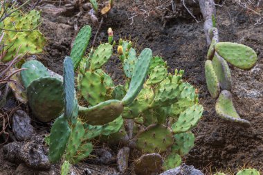 İspanya, Gran Canaria 'daki Caldera de Bandama' nın koruma alanındaki bitkiler, çiçekler, kaktüsler