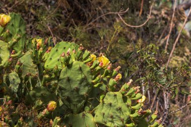 İspanya, Gran Canaria 'daki Caldera de Bandama' nın koruma alanındaki bitkiler, çiçekler, kaktüsler