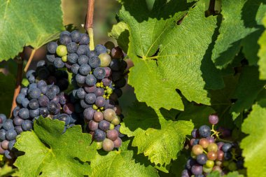 Üzüm bağı ve olgunlaşan şaraplar. Yeşil yapraklı küçük renkli toplar.