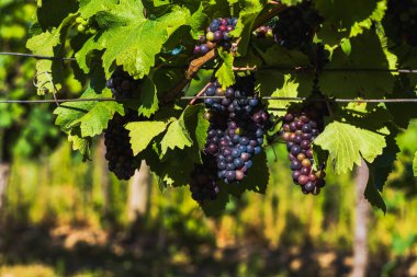 Üzüm bağı ve olgunlaşan şaraplar. Yeşil yapraklı küçük renkli toplar.
