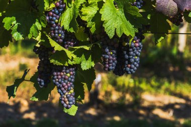 Üzüm bağı ve olgunlaşan şaraplar. Yeşil yapraklı küçük renkli toplar.