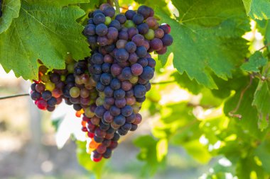 Üzüm bağı ve olgunlaşan şaraplar. Yeşil yapraklı küçük renkli toplar.