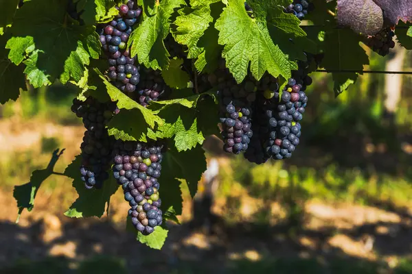 Üzüm bağı ve olgunlaşan şaraplar. Yeşil yapraklı küçük renkli toplar.