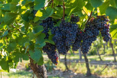 Üzüm bağı ve olgunlaşan şaraplar. Yeşil yapraklı küçük renkli toplar.