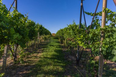 Üzüm bağı ve olgunlaşan şaraplar. Yeşil yapraklı küçük renkli toplar.