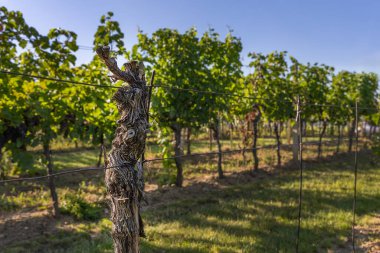 Üzüm bağı ve olgunlaşan şaraplar. Yeşil yapraklı küçük renkli toplar.