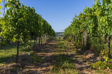 Üzüm bağı ve olgunlaşan şaraplar. Yeşil yapraklı küçük renkli toplar.