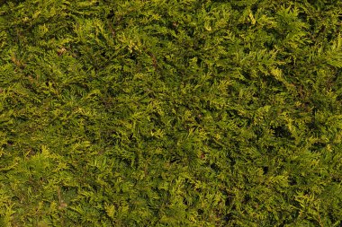 Eşkıyadan yapılmış yeşil bir çit.