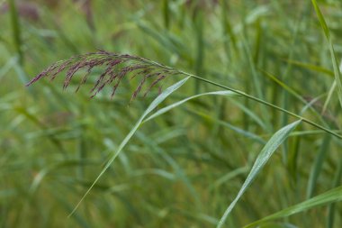 Taş ocağını sulak araziyle doldurdu. Flora ve Fauna. Çayırdaki güzel çiçekler