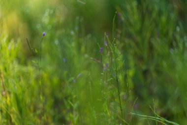 Taş ocağını sulak araziyle doldurdu. Flora ve Fauna. Çayırdaki güzel çiçekler