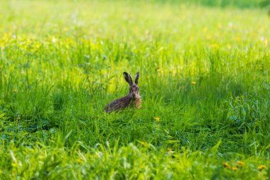 Yaban Tavşanı (Lepus) yeşil bir çayırda