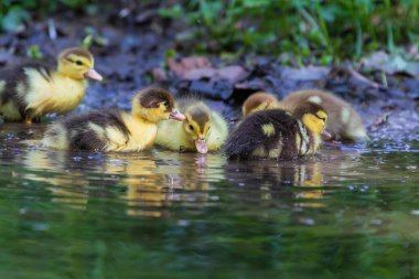 Su kenarındaki küçük vahşi ördekler