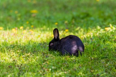 Little black rabbit on a green meadow