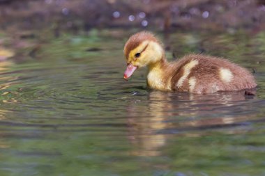 Su kenarındaki küçük vahşi ördekler
