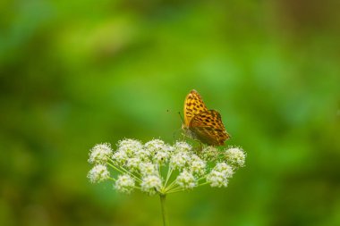 Beyaz bir çiçeğin üzerinde oturan güzel büyük bir kelebek. Arka plan yeşil.
