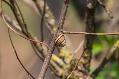 Kabuktaki küçük bir salyangoz ağaç gövdesinin üzerinde.