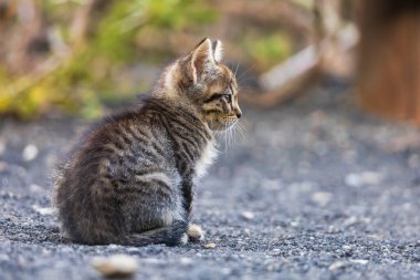 Küçük bir tekir kedisi yolda dinleniyor.