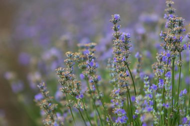 Lavanta - güzel kokulu bir bitki güzel bir ışıkla tarlada