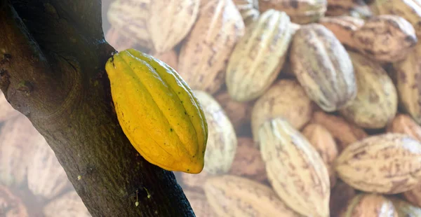 Rijpe Vruchten Van Cacao Zachte Selectieve Focus — Stockfoto