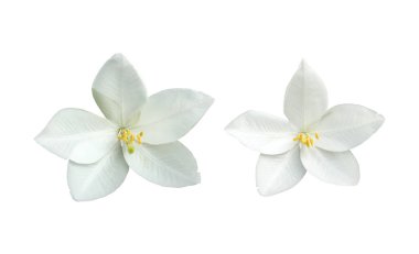 Kesme yolları olan Bauhinia purpurea çiçeği.