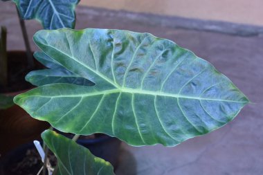 Yağmur ormanlarındaki siyah fil kulak ağaçları kümeleri ya da çalıları. Yumuşak ve seçici odak.