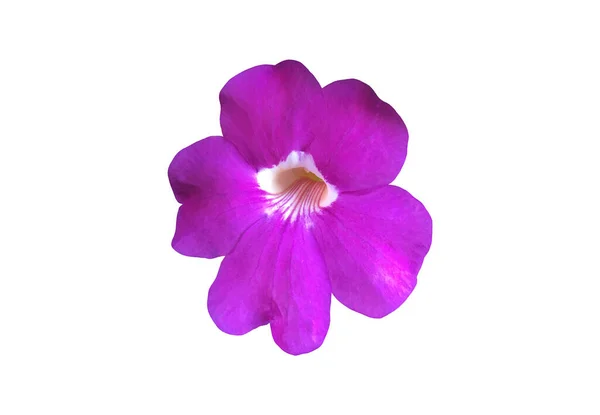 Odizolowany Fioletowy Trąbka Winorośl Aurel Kwiat Zegarowy Ścieżkami Wycinania — Zdjęcie stockowe