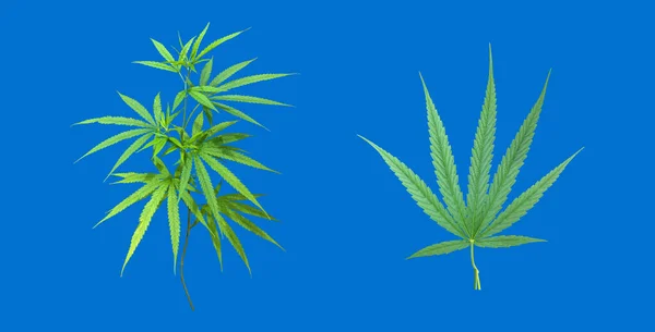 Izolált Fiatal Cannabis Indica Vagy Marihuána Növény Vágási Útvonalakkal — Stock Fotó