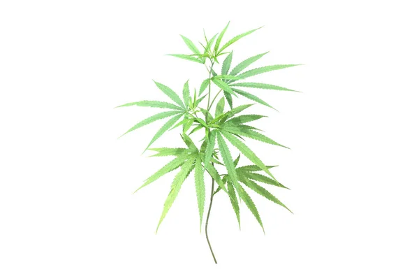 Canabis Izolat Indica Sau Planta Marijuana Cai Taiere — Fotografie, imagine de stoc