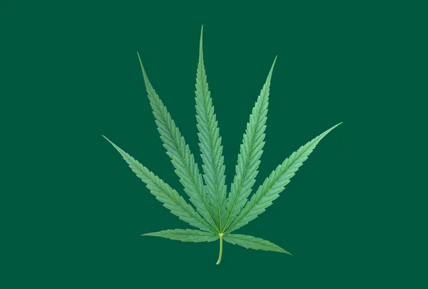 隔離された大麻の指標またはクリッピングパスを持つマリファナ植物 — ストック写真