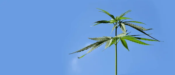 Fiatal Cannabis Indica Növény Tetején Kék Háttér Puha Szelektív Fókusz — Stock Fotó