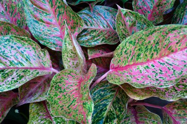 Aglaonema ev bitkileri, yumuşak ve seçici odaklanma