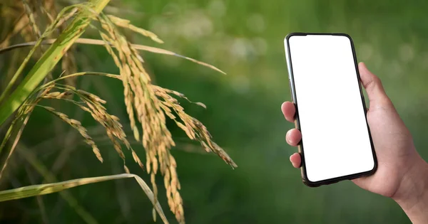 Smart mobile phone which has blank touchscreen holding in hand of rice farmer, concept for using smartphone with online rice or crops growing and rice trading information checking.