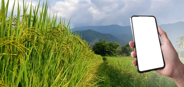 Smart mobile phone which has blank touchscreen holding in hand of rice farmer, concept for using smartphone with online rice or crops growing and rice trading information checking.